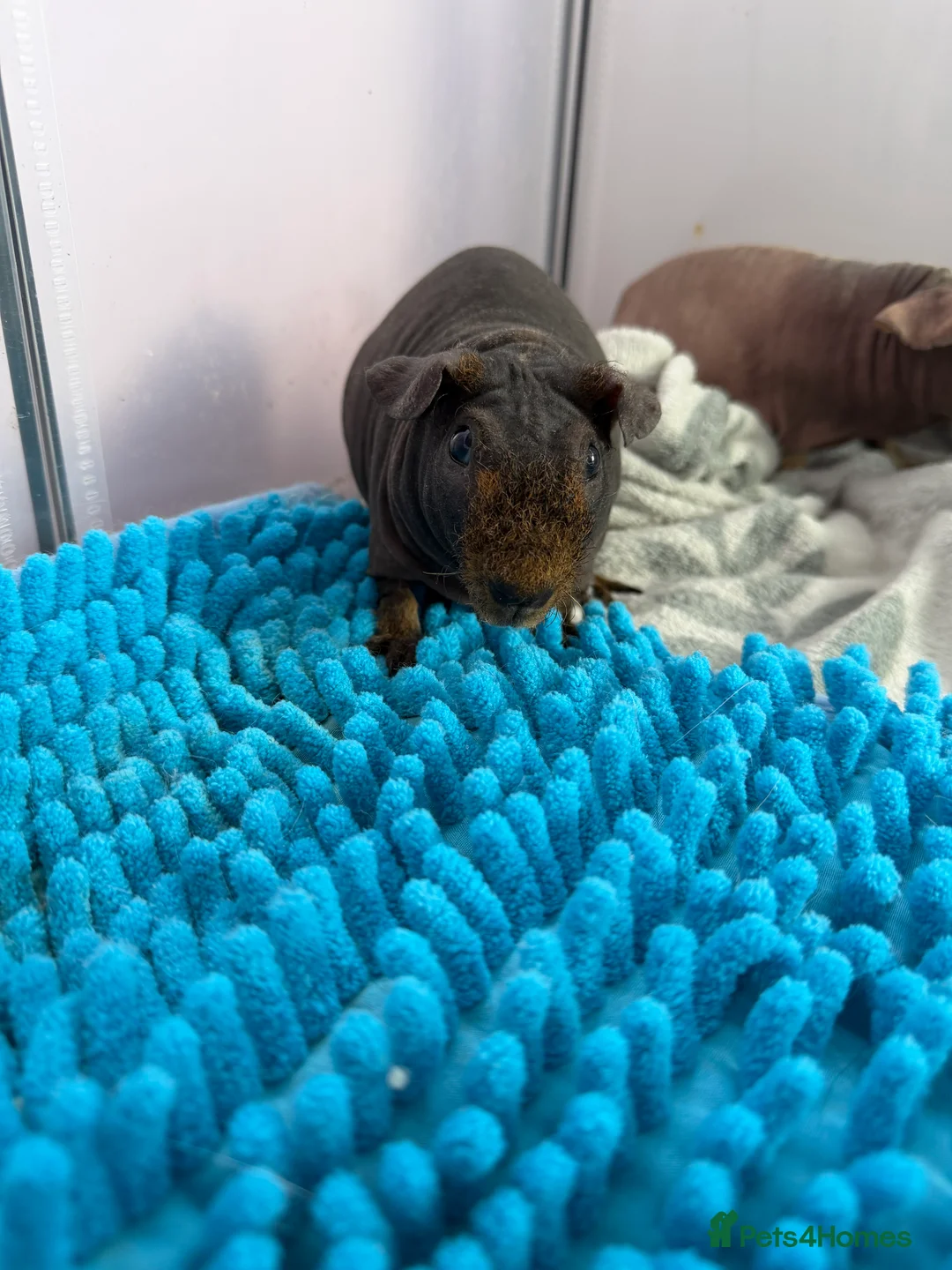 Guinea Pig rodents for sale: 2 male skinny pigs for sale  - Advert 3