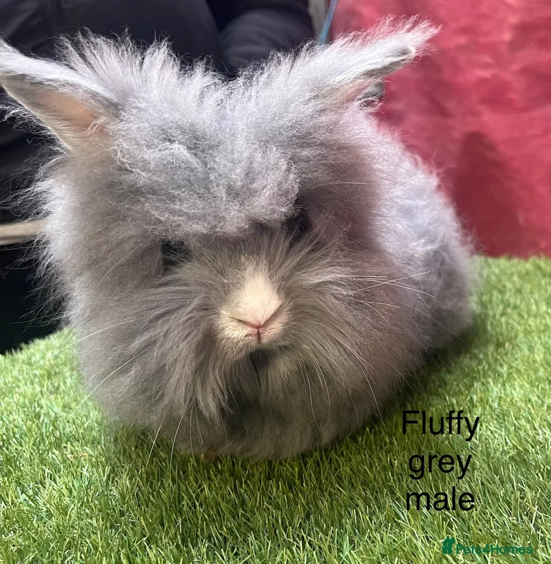Angora rabbits for sale: Teddy Widder / Dwerg Rabbits For Sale - Advert 1