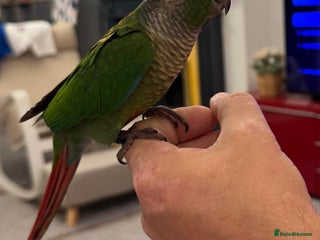 Conures birds - Advert 1