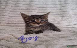 Mixed Breed cats for sale: Maine coon mixed kitchens - Image 19