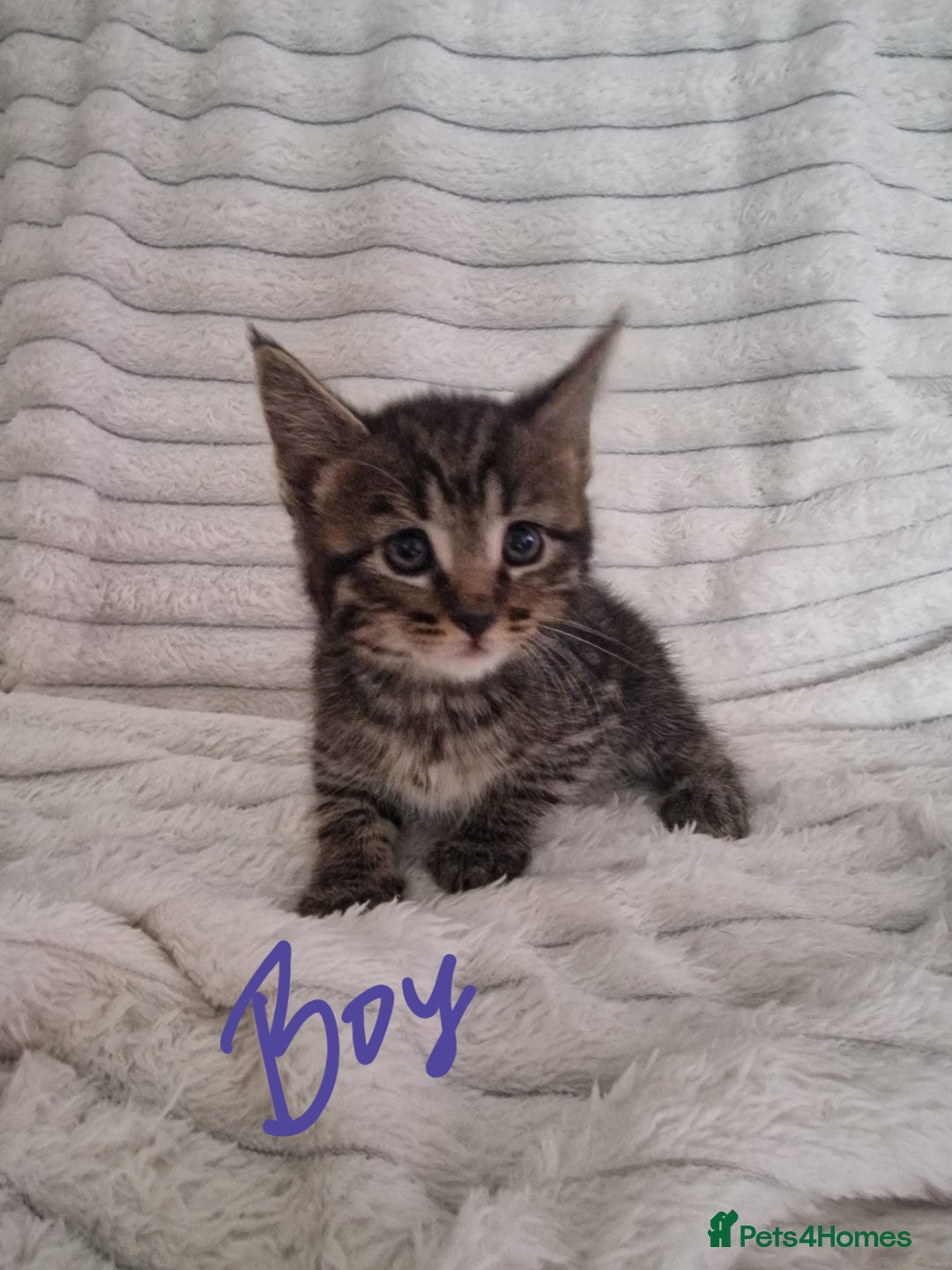 Mixed Breed cats for sale: Maine coon mixed kitchens - Image 19