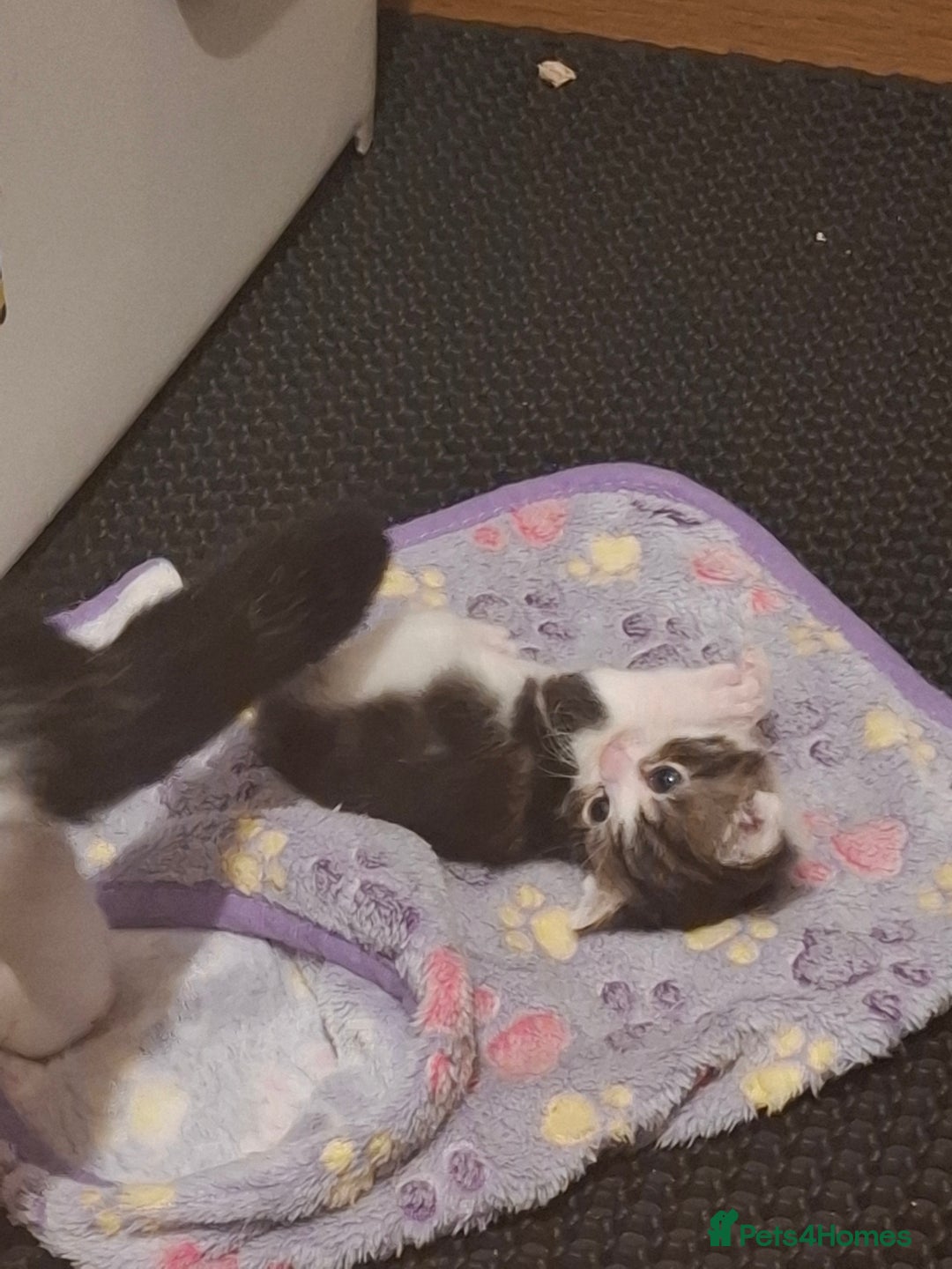 Mixed Breed cats for sale: Single kitten  - Advert 4