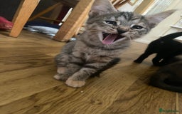 Bengal cats for sale: adorable bengal/tort kitties for sale - Image 12