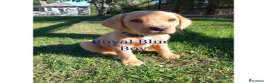 Labrador Retriever 4