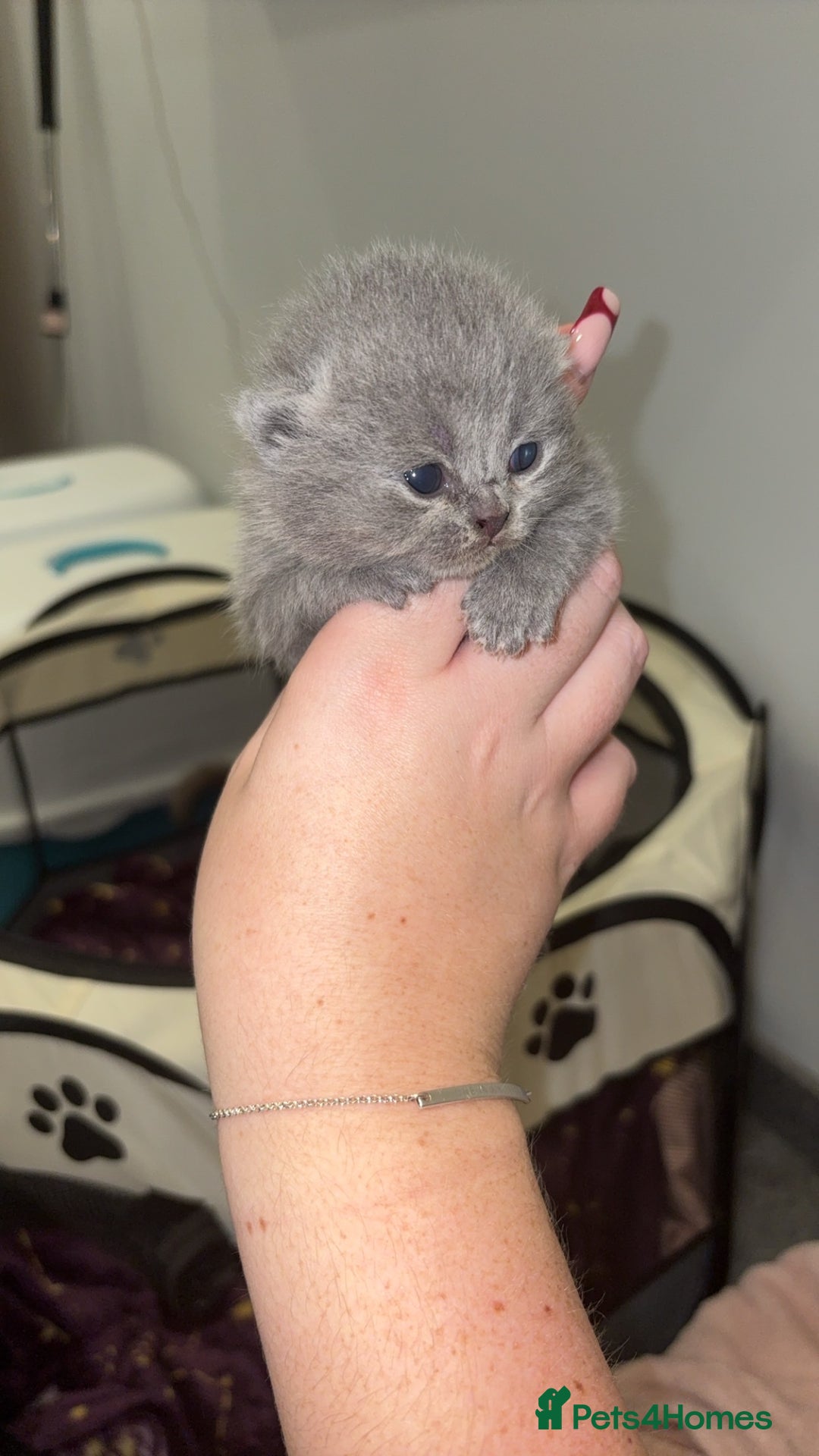 British Shorthair cats for sale: BSH kittens for sale from pedigree parents - Advert 14