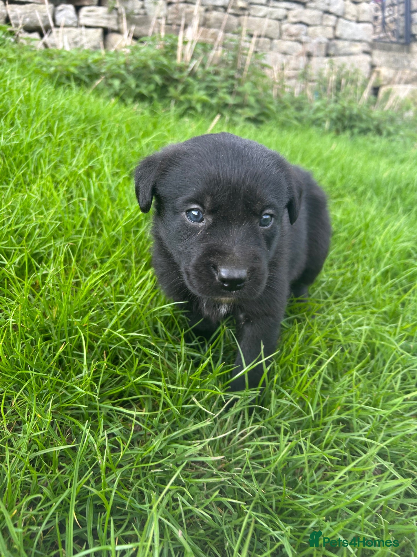 Mixed Breed dogs Borador puppies for sale - Advert 1