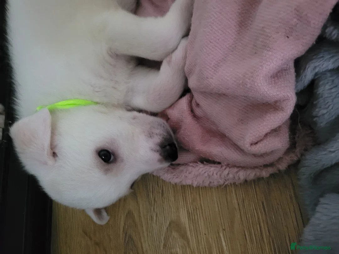 Mixed Breed dogs for sale: Golden shepherd - Advert 26