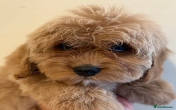 Cavapoo dogs for sale: Cavapoo puppy’s Extensively health tested parents - Image 2