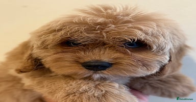 Cavapoo dogs - Advert 7