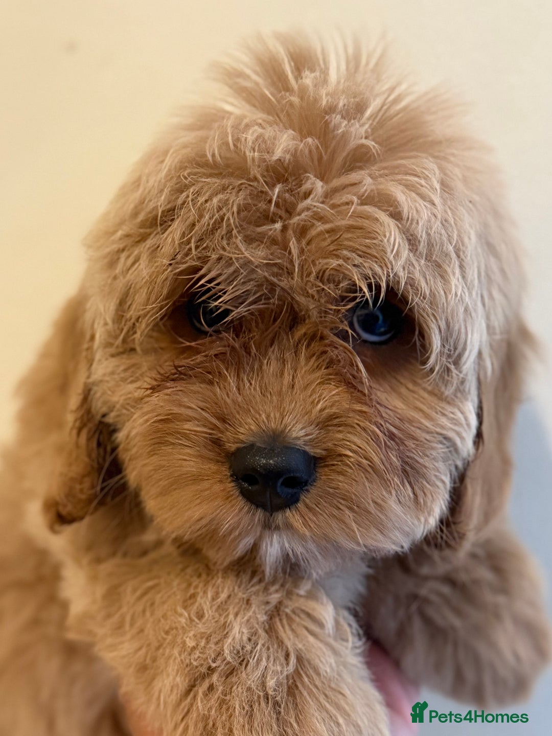Cavapoo dogs for sale: Cavapoo puppy’s Extensively health tested parents - Image 2