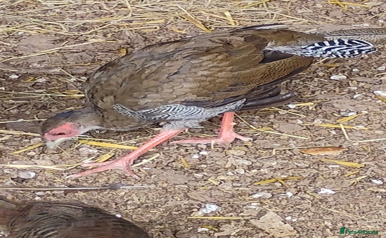 Pheasants poultry - Advert 9