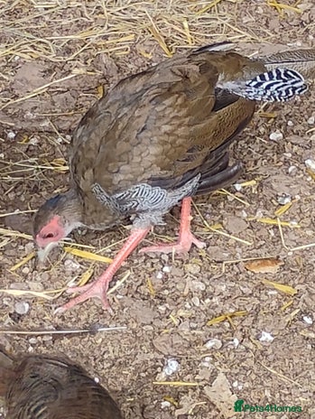 Pheasants poultry - Advert 9