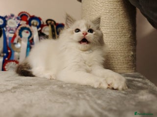 Ragdoll cats - Advert 28