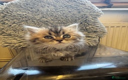 Persian cats for sale: Golden Persian Teddy Super Fluffy & Affectionate - Advert 3