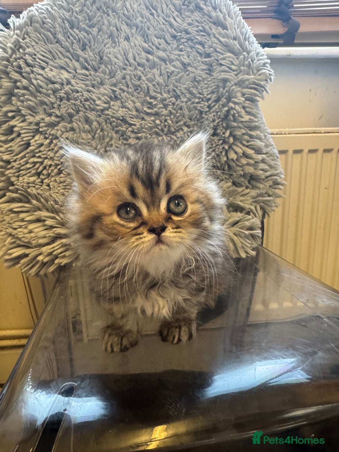 Persian cats for sale: Golden Persian Teddy Super Fluffy & Affectionate - Advert 3