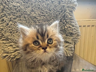 Persian cats Golden Persian Teddy BOY left (PKD negative) - Advert 2