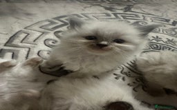 Ragdoll cats for sale: 5 blue eye fluffy ragdoll kittens  - Image 3