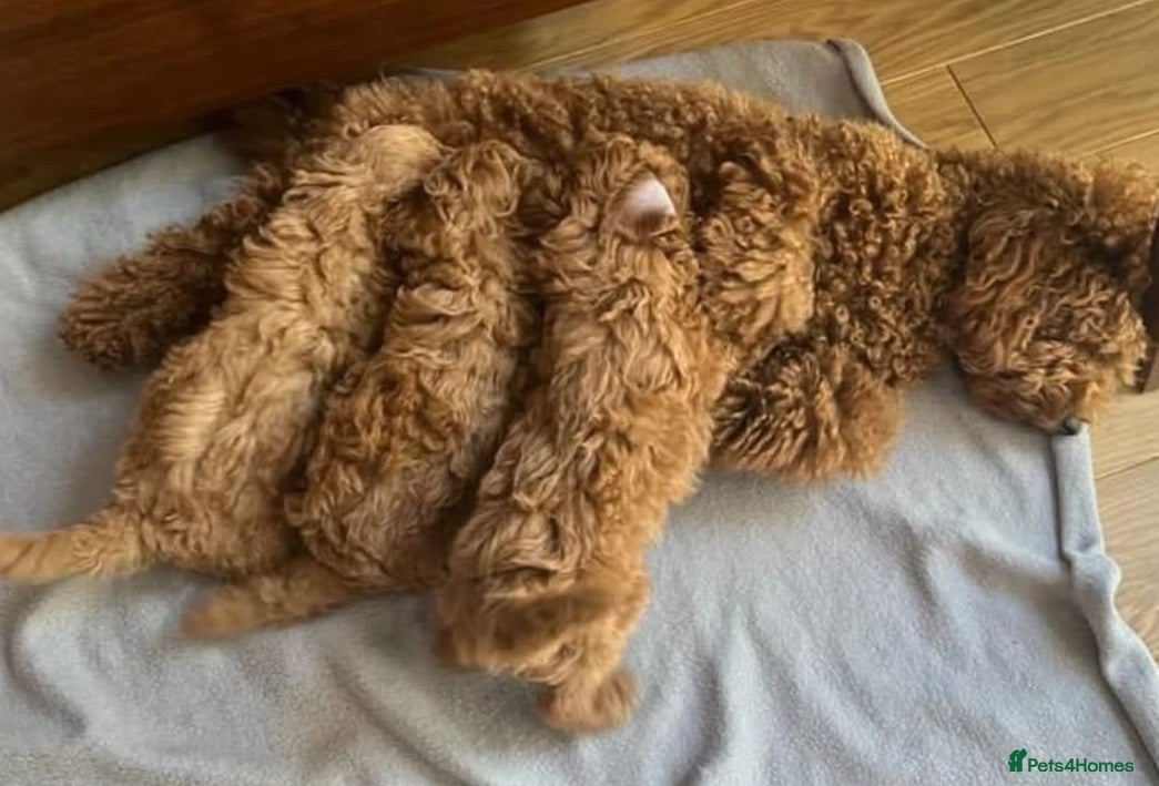 Toy Poodle dogs 4 Tiny toy Poodle puppies for sale - Advert 8