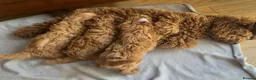 Toy Poodle dogs for sale: 4 Tiny toy Poodle puppies for sale - Advert 1