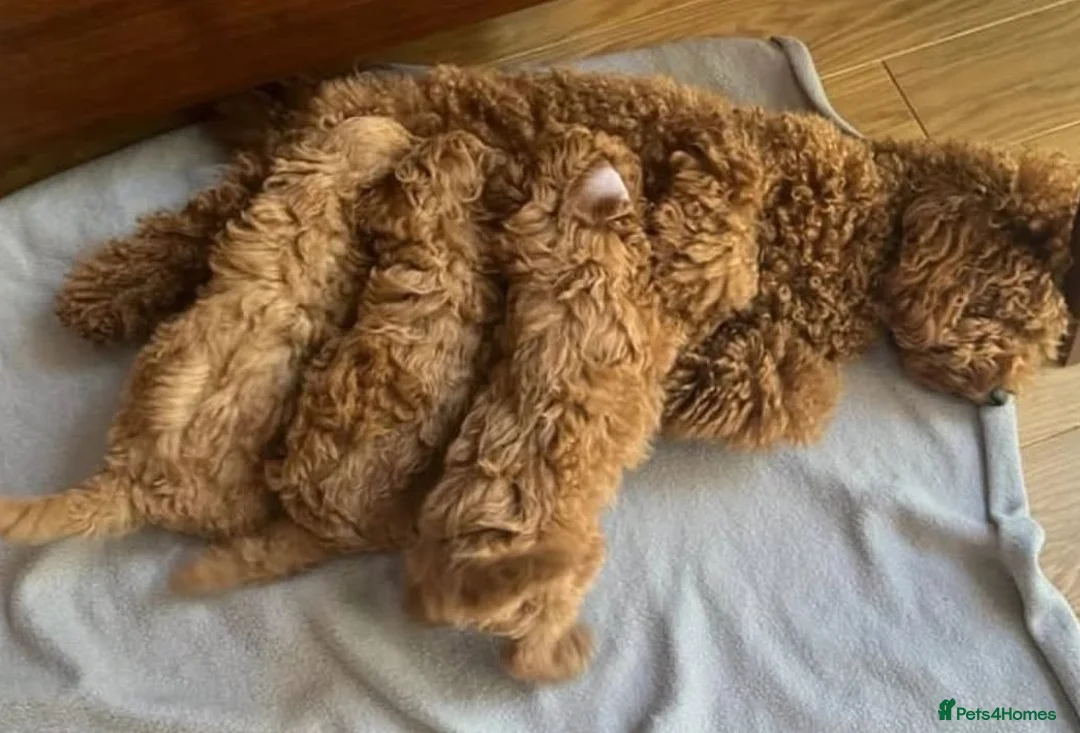 Toy Poodle dogs for sale: 4 Tiny toy Poodle puppies for sale - Advert 1