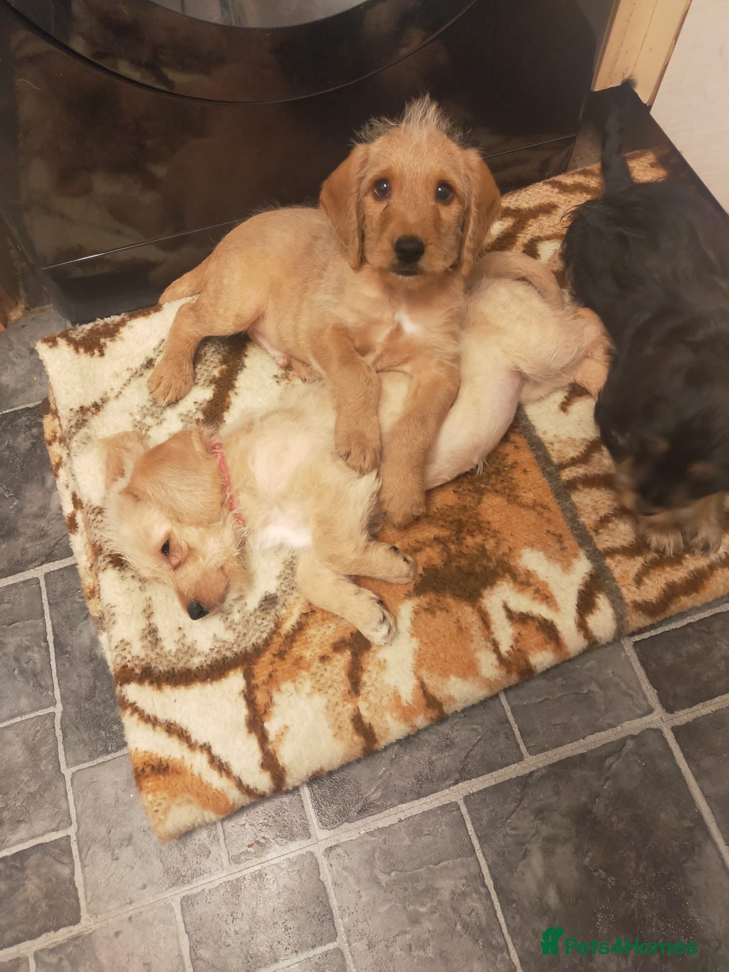 Cockapoo dogs 3  beautiful cockapoo puppies for sales - Advert 11