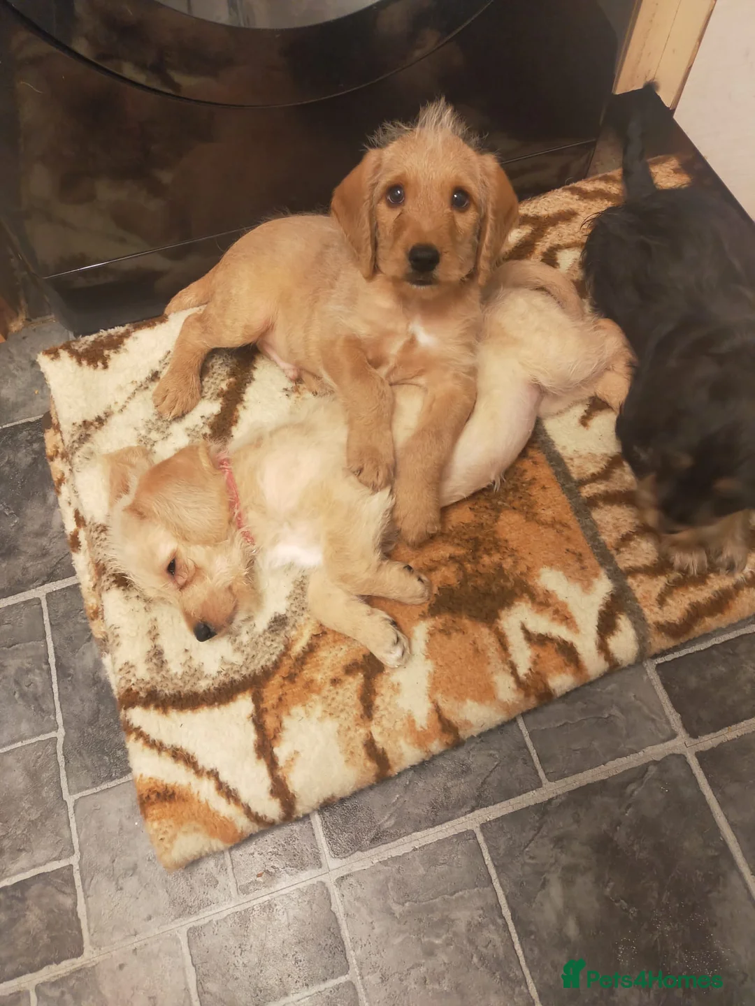 Cockapoo dogs for sale: * 3  beautiful cockapoo puppies for sales * - Advert 1