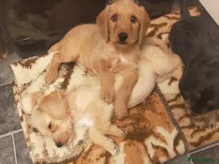 Cockapoo dogs 3 beautiful cockapoo puppies for sales - Advert 11