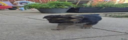 German Shepherd dogs for sale: German Shephard puppies - Advert 5