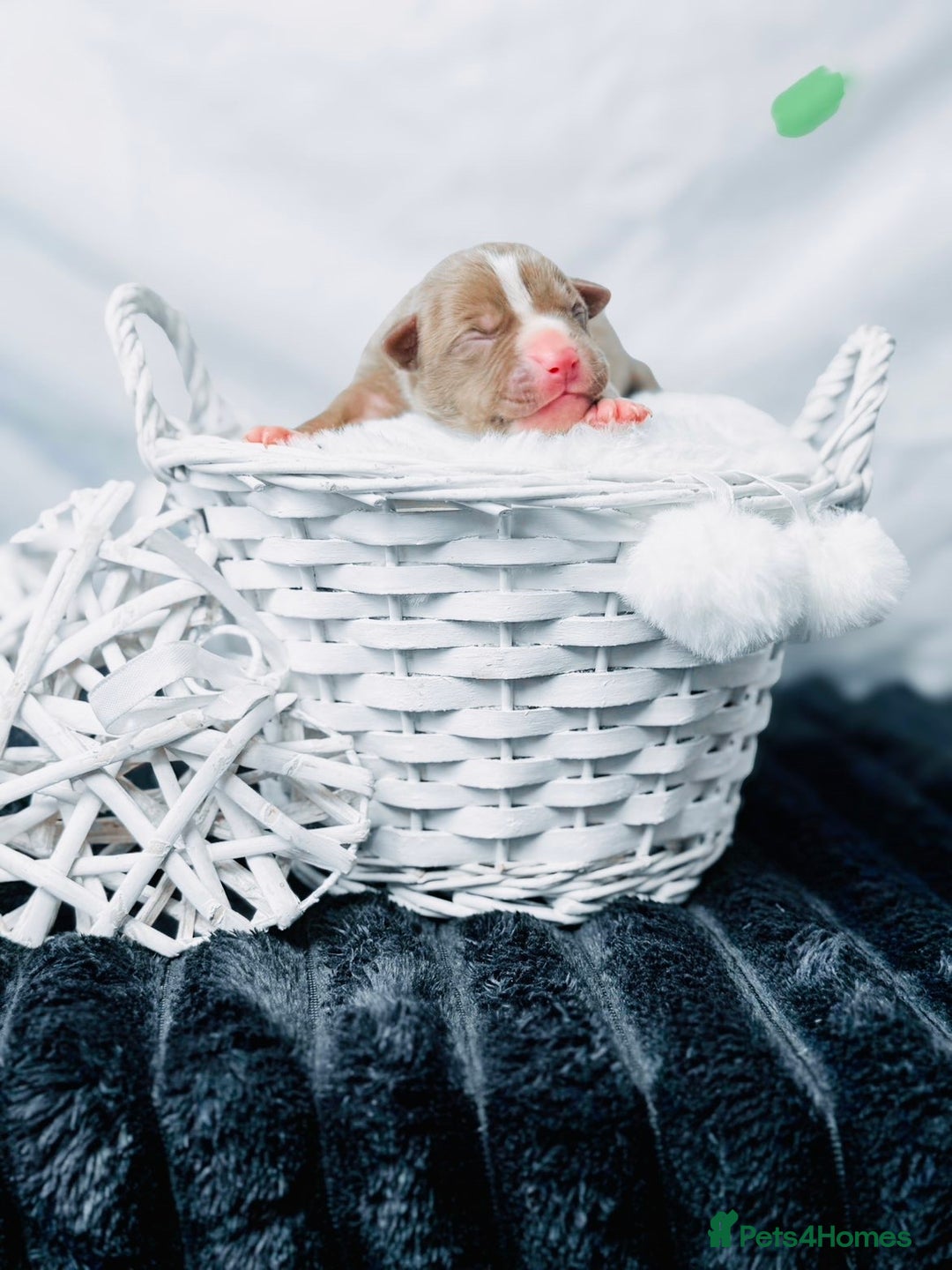 American Bully dogs for sale: Beautiful American Bully Pups  - Image 8