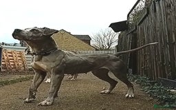 Mixed Breed dogs for sale: Taylors Minidane (Bull Dane) Pups Ready to Go - Image 26