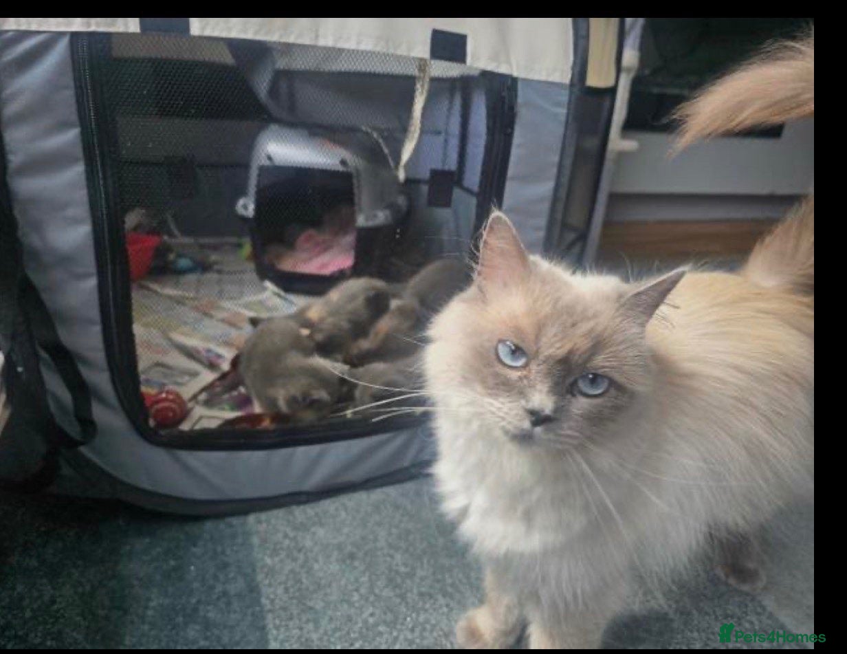 Ragdoll cats ragdoll mix kittens  - Advert 1