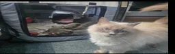 Ragdoll cats for sale: ragdoll mix kittens  - Advert 1