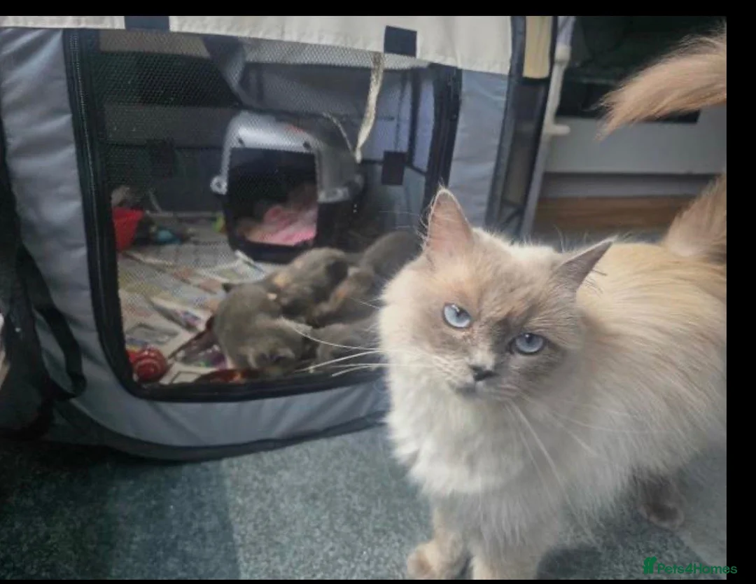 Ragdoll cats for sale: ragdoll mix kittens  - Advert 1