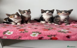 Mixed Breed cats for sale: Beautiful kittens  - Image 2