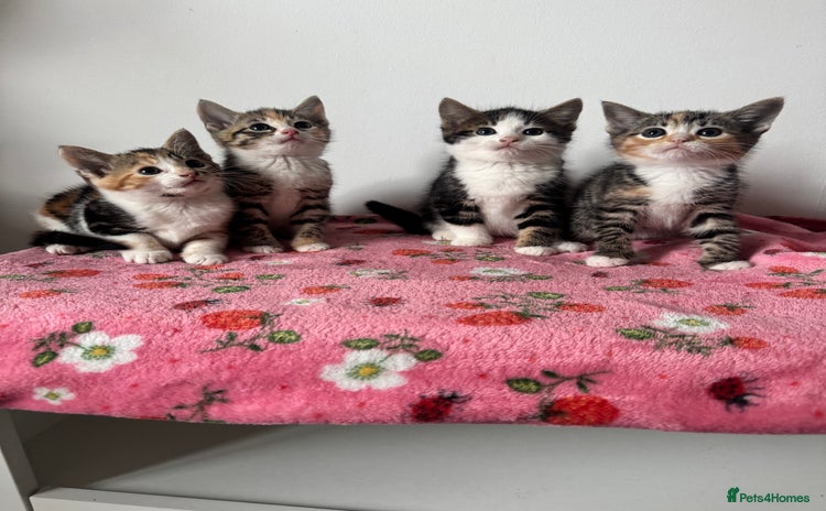 Mixed Breed cats - Advert 14