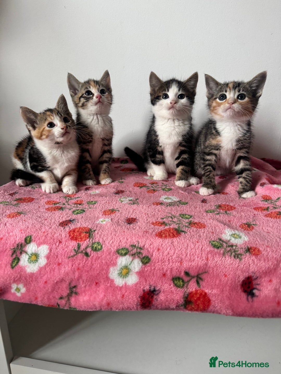 Mixed Breed cats for sale: Beautiful kittens  - Image 2