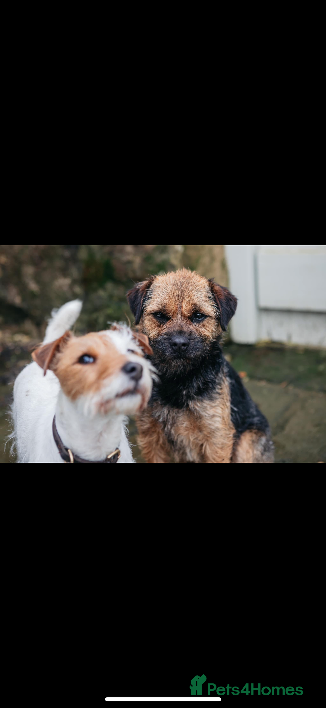 Border Terrier dogs for sale: Beautiful KC registered Border Terrier boys  - Advert 2