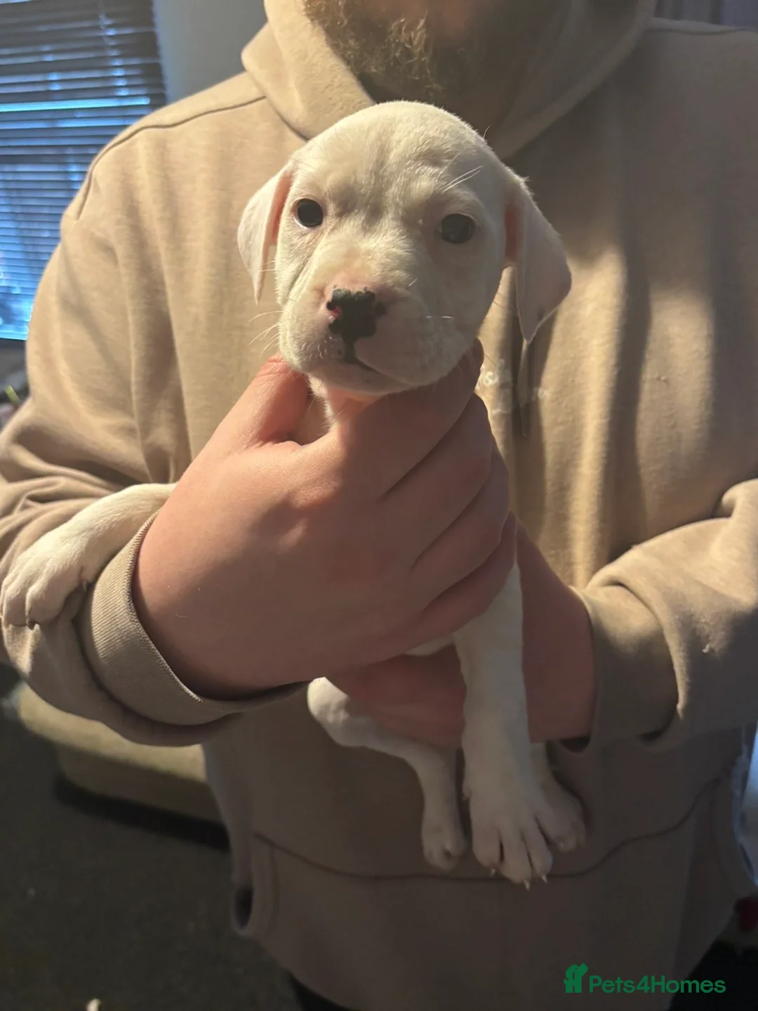 Mixed Breed dogs for sale: Bull cross staffy pups. LAST 2 GIRLS LEFT  - Advert 32
