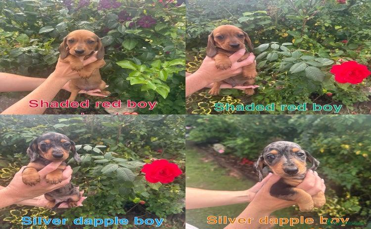Miniature Dachshund dogs - Advert 4