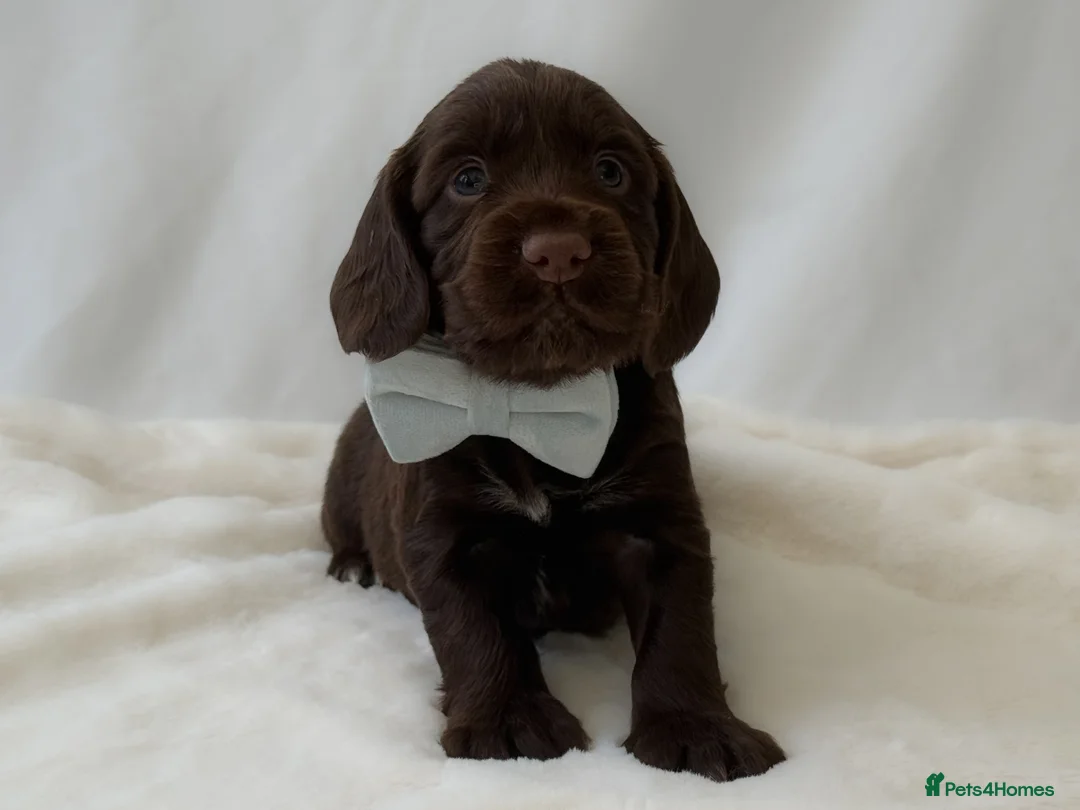 Cocker Spaniel dogs for sale: KC Working Cocker Spaniel Puppies - Health Tested  - Advert 10