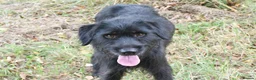 Mixed Breed dogs for adoption: Terron in Alfreton - Advert 6