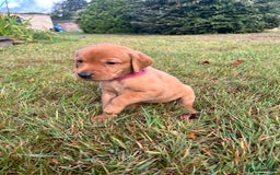 Labrador Retriever dogs for sale: KC Registered Fox Red Labrador Puppies  - Image 10