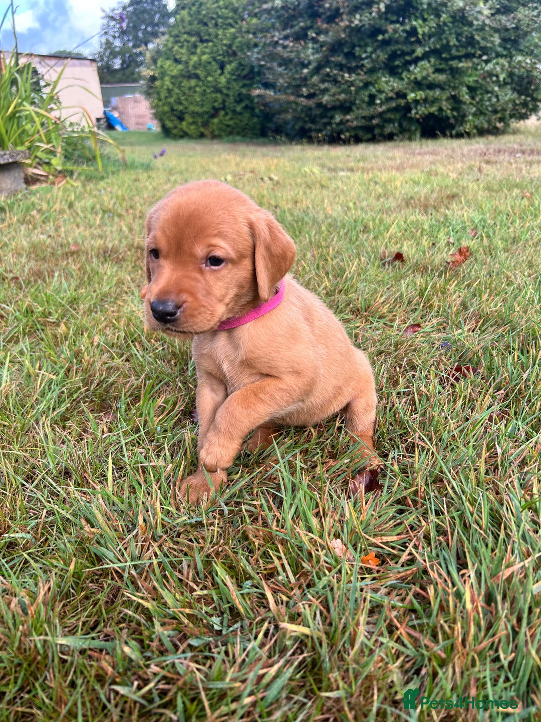 Labrador Retriever dogs for sale: KC Registered Fox Red Labrador Puppies  - Image 10