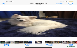 Mixed Breed dogs for sale: Beautiful pomspitz boy for sale - Image 1