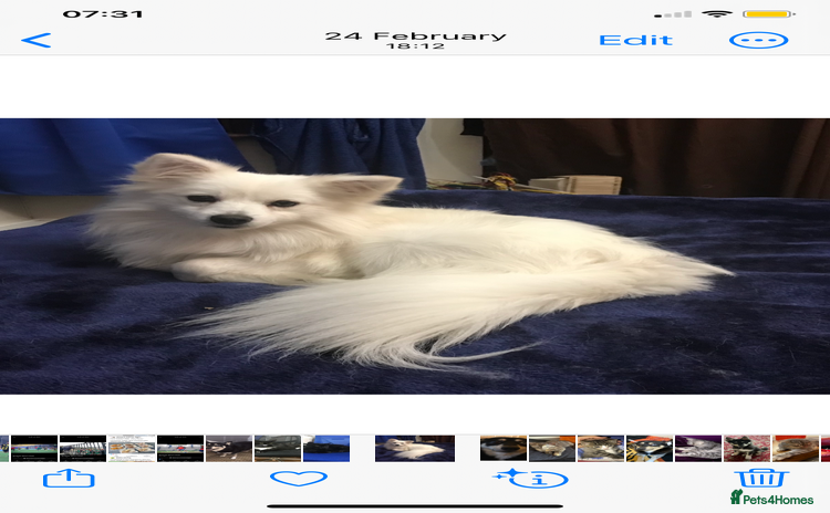 Mixed Breed dogs - Advert 3