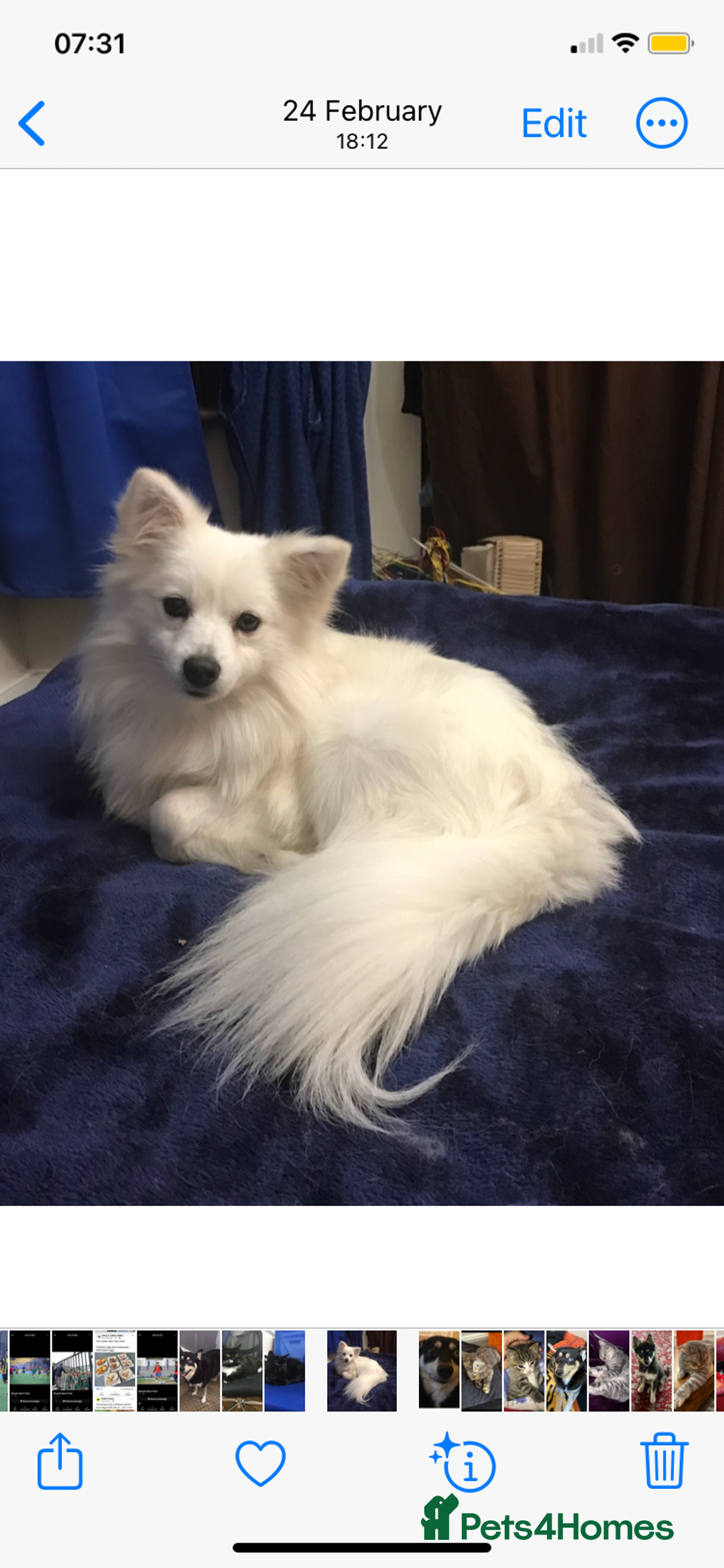 Mixed Breed dogs for sale: Beautiful pomspitz boy for sale - Image 1