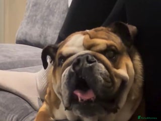 English Bulldog dogs English bulldog - Advert 2