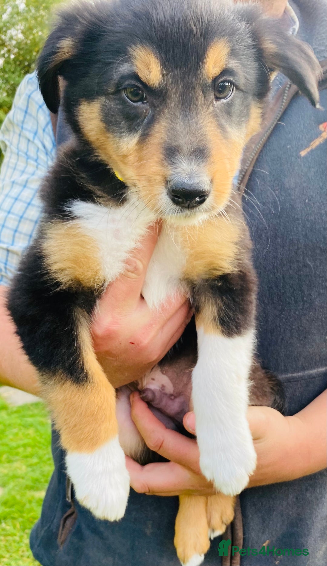 Border Collie dogs for sale: *7 Adorable Border collie pups* - Image 15