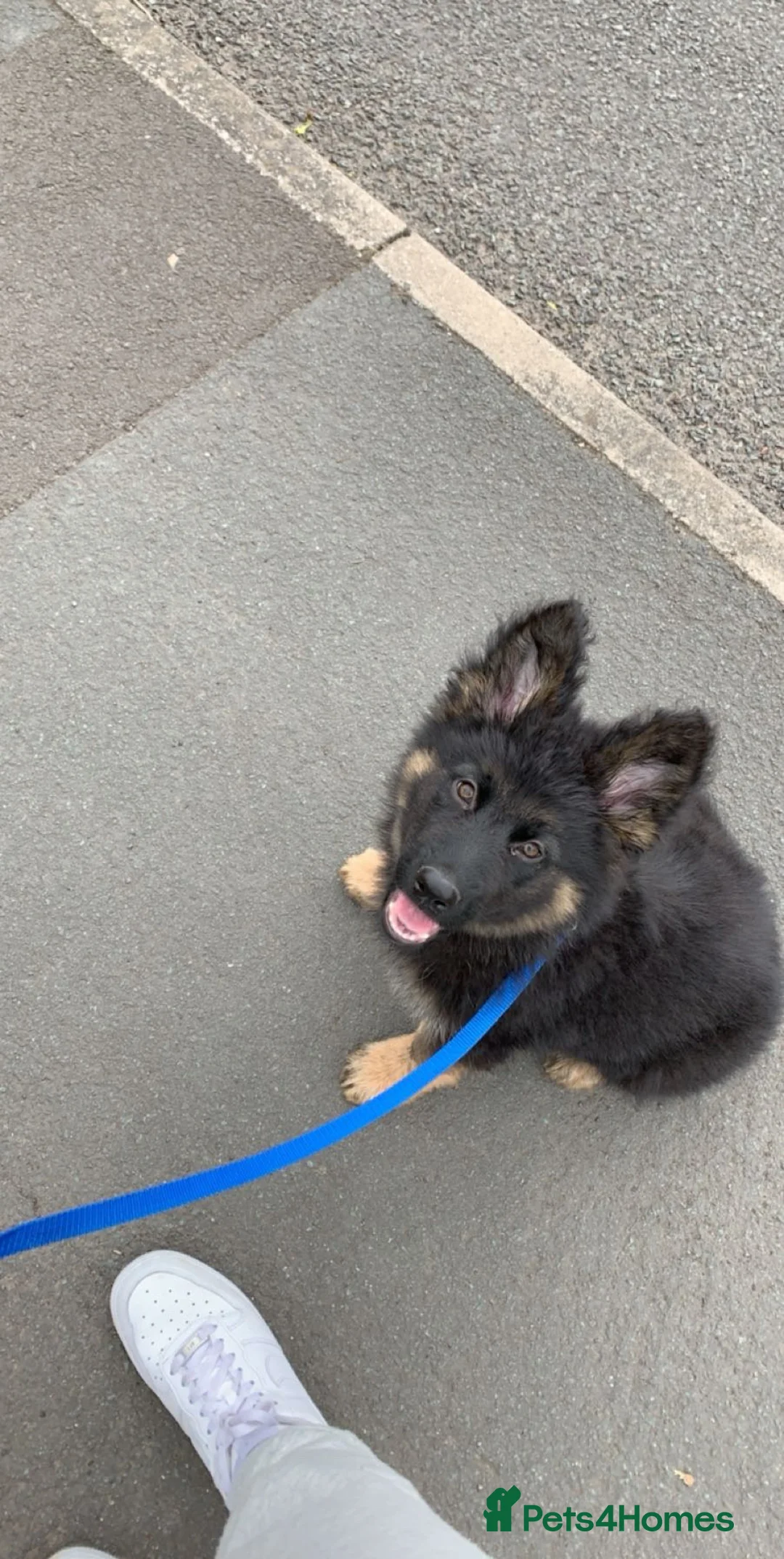 German Shepherd dogs for sale: Pure Bred German Shepherd Girl - Advert 6