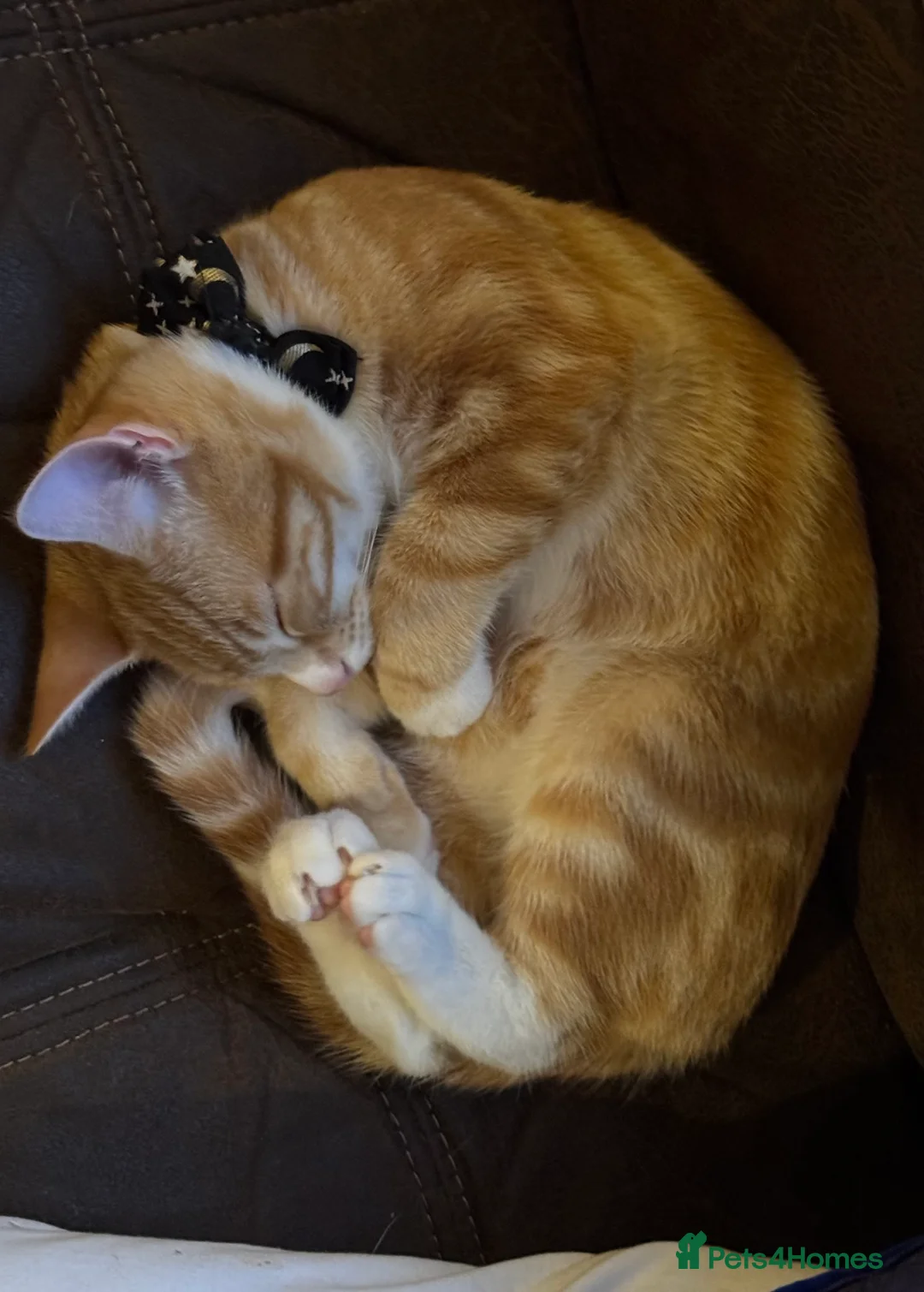 British Shorthair cats for sale: Ginger male - Advert 3